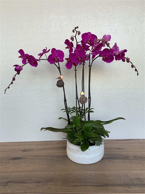 Discovering the Magic of Phalaenopsis: Techniques for Creating Enchanting Floral Displays